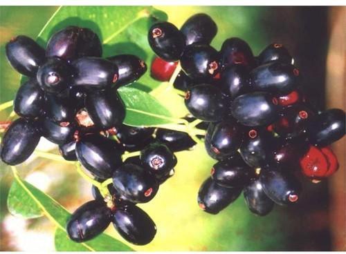 Natural Jamun Seed Extract, for Beauty, Food Additives, Medicinal, Packaging Type : Gunny Bags, Poly Bags
