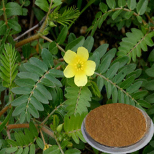 Natural Tribulus Extract, for Medicinal, Food Additives, Beauty, Packaging Type : Bottle, Poly Bags