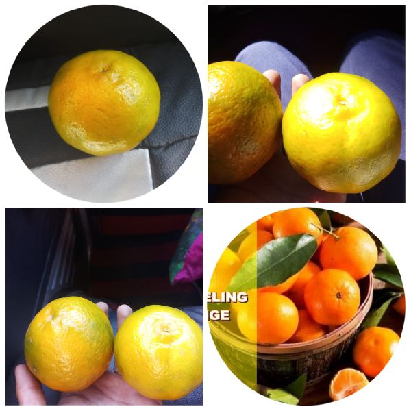 Organic Orange, for Juice