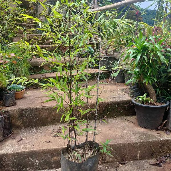 Black asper bamboo plants