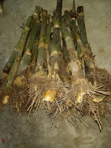 Gigantus Bamboo rizhom plants
