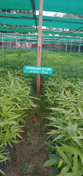 Tulda Bamboo plant