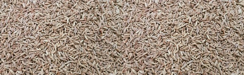 Cumin seeds