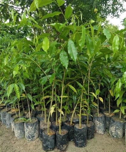 Agor wood  plants