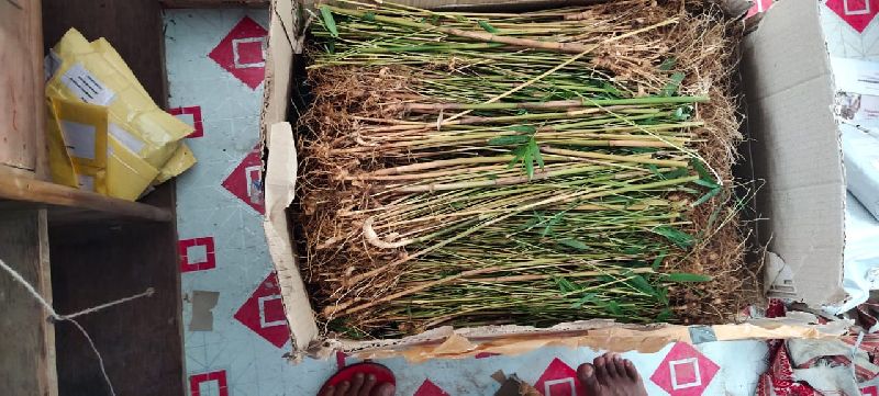 Golden bamboo plants