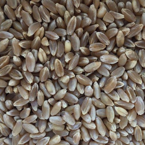 Natural Black Wheat Seeds, Shelf Life : 1year