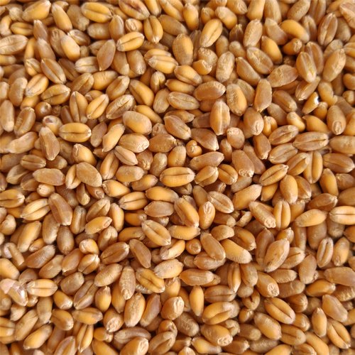 Natural Golden Wheat Seeds, Shelf Life : 1year