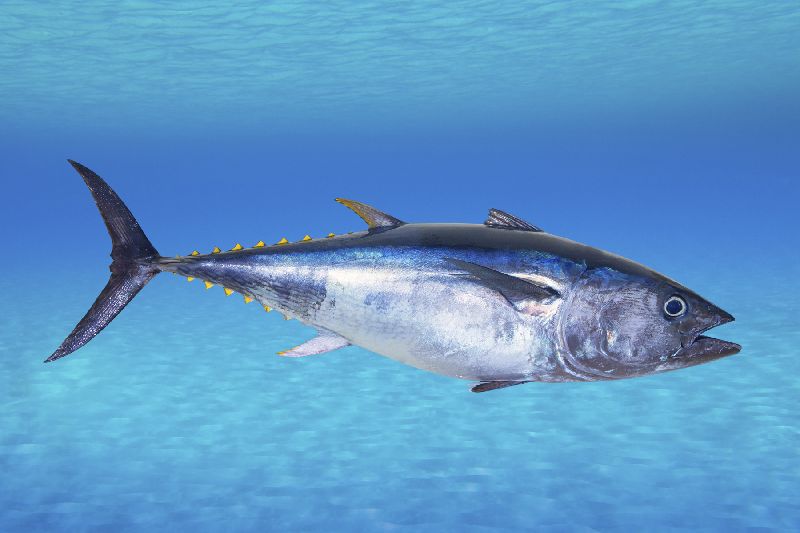 Fresh Bluefin Tuna Fish