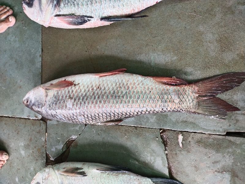 Rehu White Rohu Fish, Packaging Type : Tharmocol box