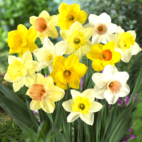 Daffodil Poeticus Flower Bulbs