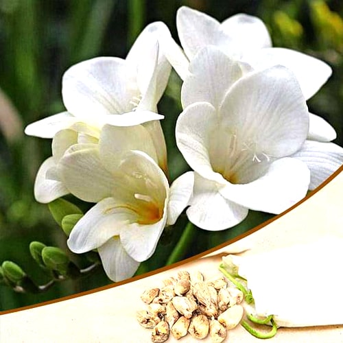 Freesia Flower Bulbs, Color : White