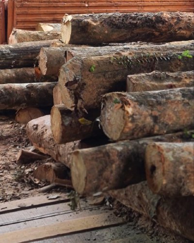 Rubber Wood Log