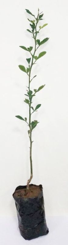mosambi plant