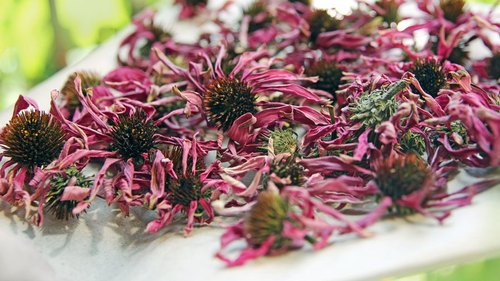 HERBAVEDA Echinacea Dry Flowers, Color : Natural
