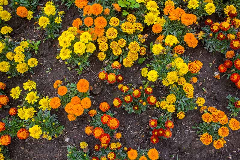 Ready to Bloom Marigold Plants