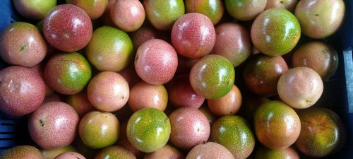 Passion Fruit, Packaging Size : 5 Kg