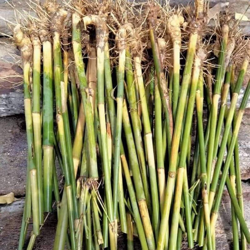 Bambusa bamboo plants