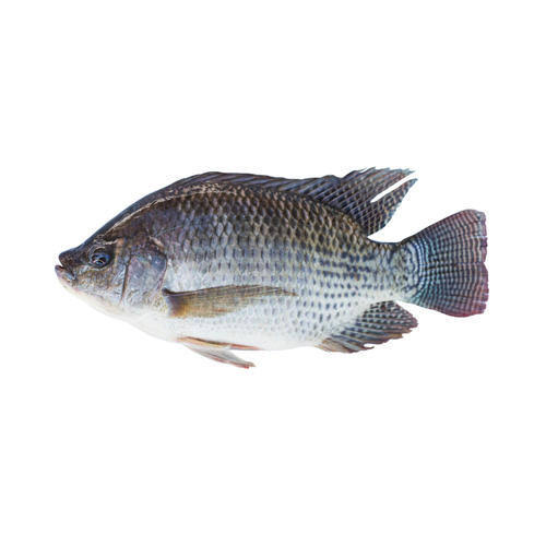 Monosex Tilapia fish seed
