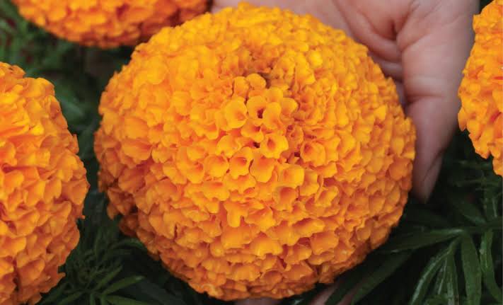 Fresh Marigold flowers