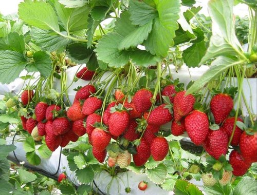 Strawberry Plant, for FRUIT, Color : RED