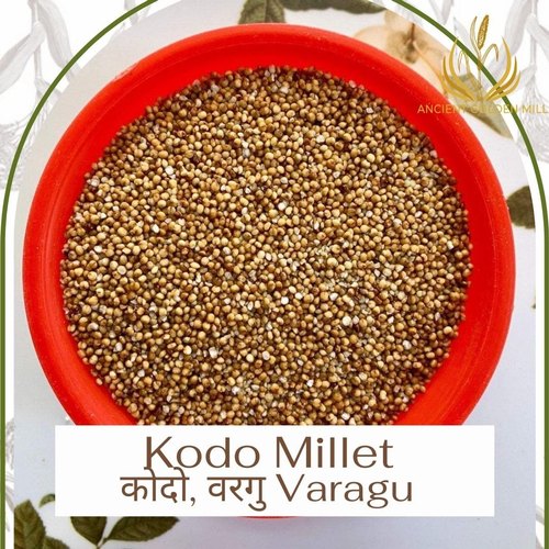 Organic Kodo Millet, for High in Protein, Packaging Type : Gunny bag, PP bag,   Plastic