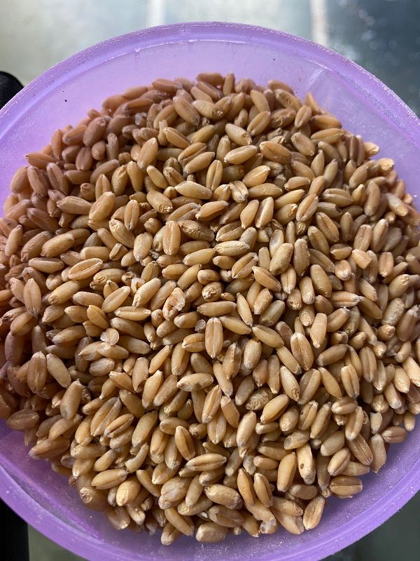 Wheat, Packaging Size : 50-100kg