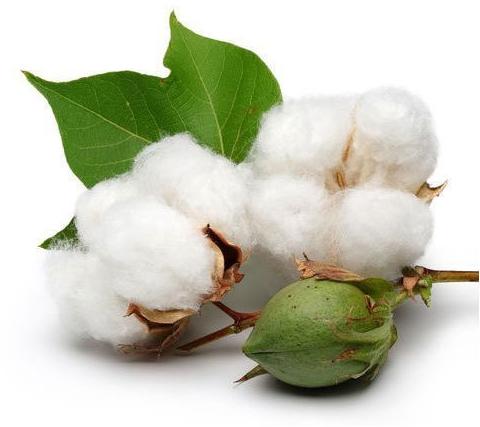 Cotton Seeds, Certification : CE Certified, ISO 9001:2008