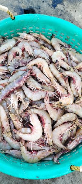 Flower prawns, for Cooking, Packaging Type : Thermocol Box