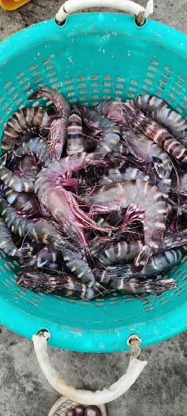 Tiger prawns, for Cooking, Style : Frozen