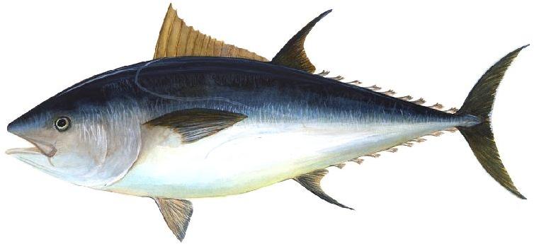 Live Tuna Fish