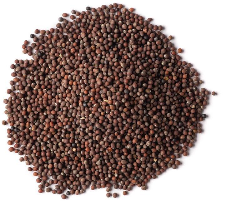 Brown Mustard Seeds, Packaging Size : 250gm, 500gm
