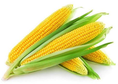 Fresh Yellow Corn