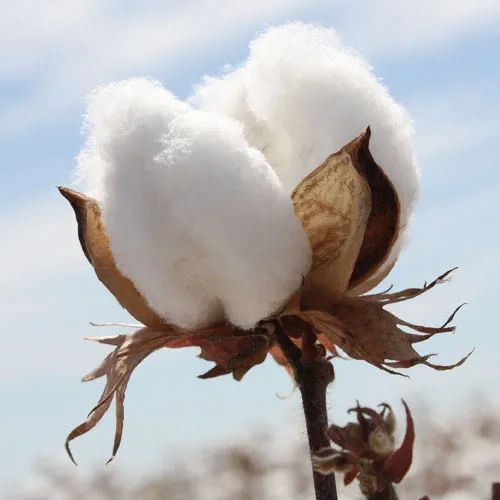 Raw cotton, for Textile Industry, Feature : Great Designs, Premium Quality