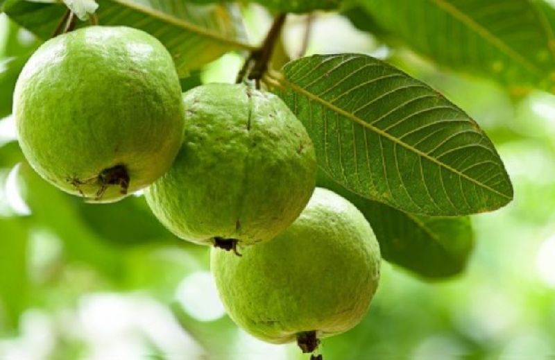 Natural Guava., for Food Medicine, Packaging Type : Plastic Pouch, Plastic Packet, Paper Box