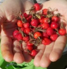Dried Rose Hips, for Oil, Packaging Size : 5-10 Kg