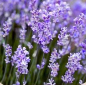 Fresh Lavender Flowers, for Decorative, Garlands, Vase Displays, Wreaths, Occasion : Birthday, Party