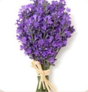 Fresh Lavender Flowers Bunch