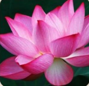 Fresh Lotus Flowers, for Decorative, Garlands, Vase Displays, Wreaths, Color : Pink
