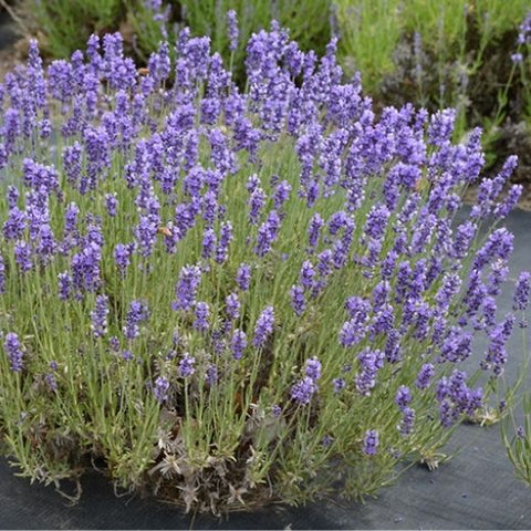Lavender Plant