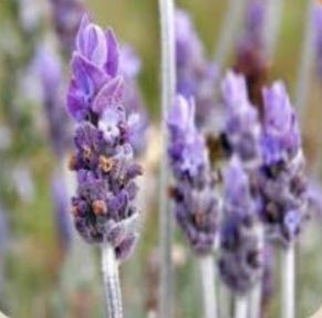 Organic Fresh Lavender Flowers, for Decoration, Gifting, Color : Purple