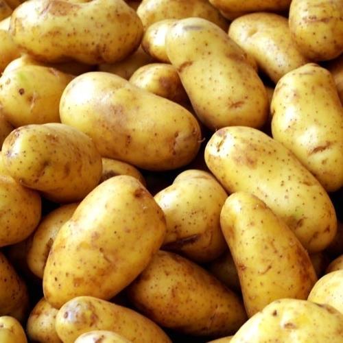 Oval Organic Fresh Big Potato, for Good Nutritions, Color : Brown