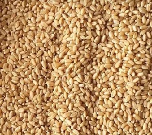 Common wheat seed, Style : Raw