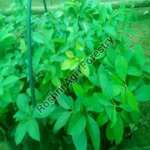 Green Butter Fruit Plant at best price INR 150 / Piece in Chikkamagaluru Karnataka from Roshni