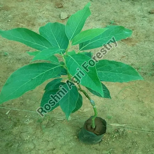 Green Butter Fruit Plant at best price INR 150 / Piece in