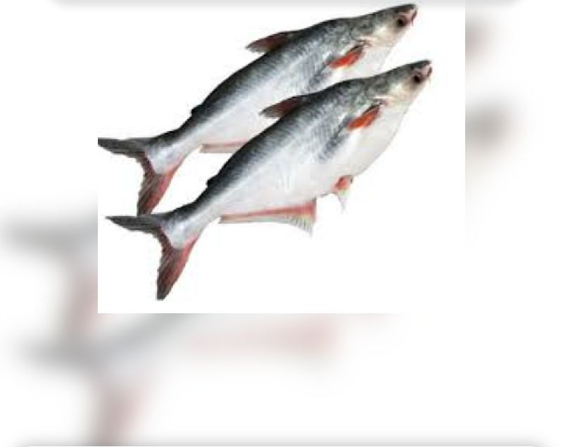 Pangasius Fish