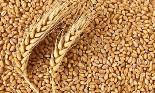 Organic wheat grain, for Making Bread, Cooking, Cookies, Bakery Products