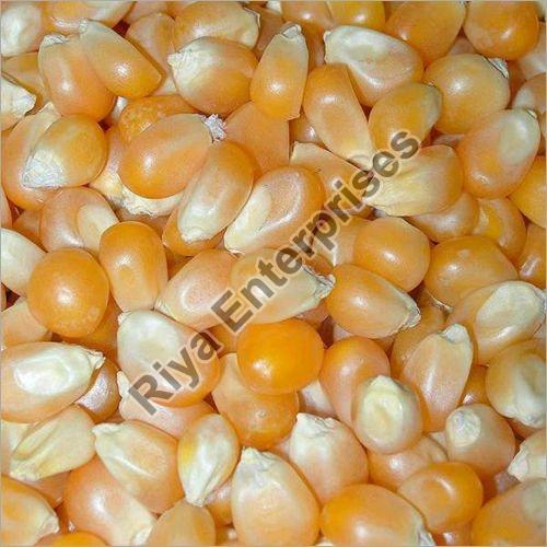 Organic maize seeds, Style : Fresh