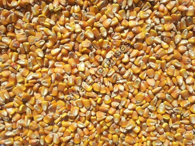 Organic yellow corn animal feed, Style : Dried