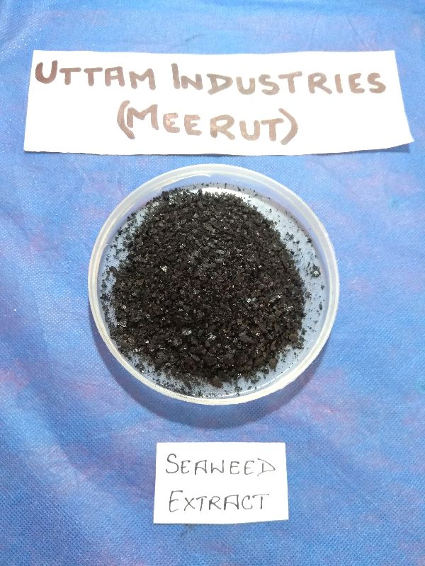 seaweed extract powder