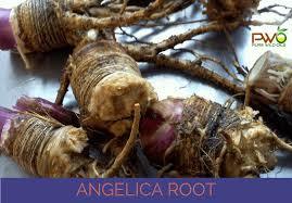 Organic Angelica Root Oil
